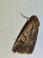 Hypoperigea tonsa