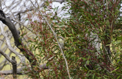 Gavicalis virescens