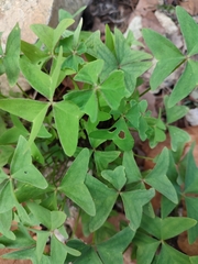 Oxalis latifolia