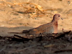 Streptopelia senegalensis senegalensis