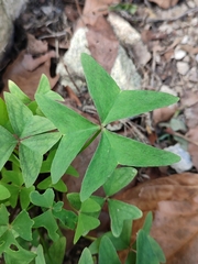 Oxalis latifolia