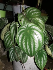 Peperomia argyreia