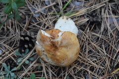 Russula foetens