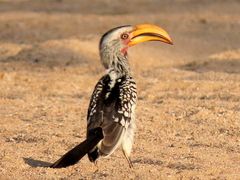 Tockus leucomelas leucomelas