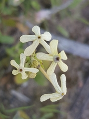 Lyperia tristis