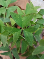 Oxalis latifolia