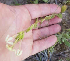 Lyperia tristis