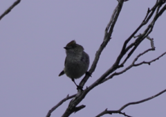 Acanthiza uropygialis