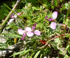 Polygala affinis