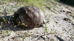 Gopherus berlandieri