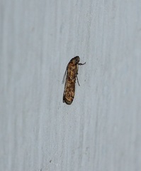 Lepidoptera