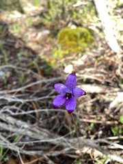 Elythranthera brunonis
