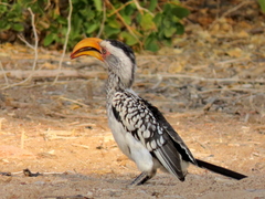 Tockus leucomelas leucomelas