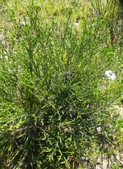 Passerina