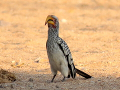 Tockus leucomelas leucomelas