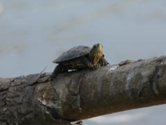 Mauremys leprosa leprosa