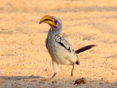 Tockus leucomelas leucomelas