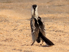 Tockus leucomelas leucomelas