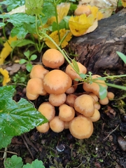 Kuehneromyces mutabilis