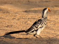 Tockus leucomelas leucomelas