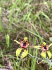 Caladenia discoidea