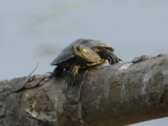 Mauremys leprosa leprosa