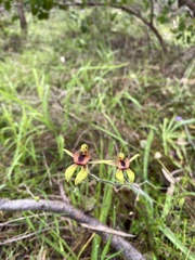 Caladenia discoidea