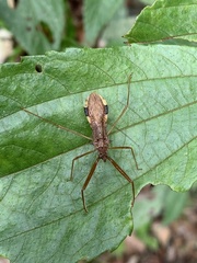 Epidaus sexspinus