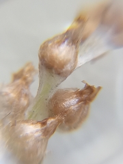 Gamochaeta calviceps