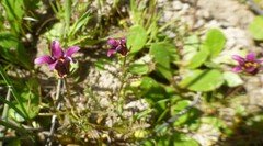 Diascia elongata
