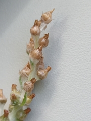 Gamochaeta calviceps