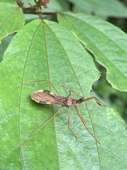 Epidaus sexspinus
