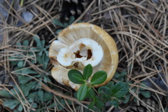Russula foetens