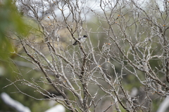 Daphoenositta chrysoptera