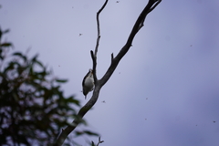 Daphoenositta chrysoptera