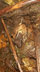 Pristimantis achatinus