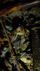 Pristimantis achatinus