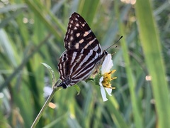 Dodona formosana