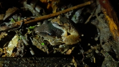 Pristimantis achatinus