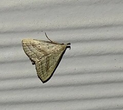 Macrochilo hypocritalis