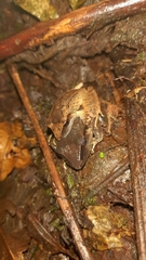 Pristimantis achatinus