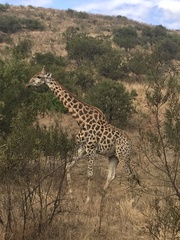 Giraffa camelopardalis