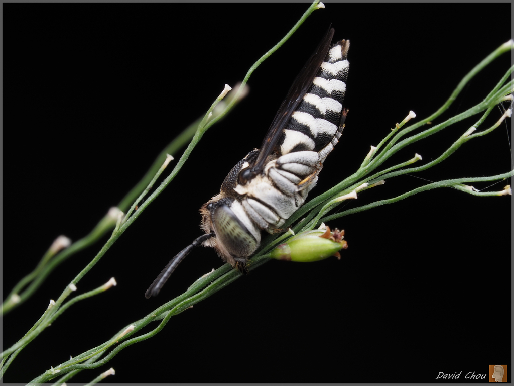 Coelioxys angulatus