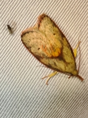 Enchocrates glaucopis