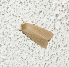 Mythimna pallens