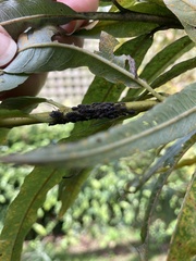 Tuberolachnus salignus