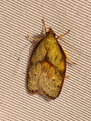 Enchocrates glaucopis