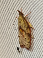 Enchocrates glaucopis