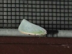 Flatormenis proxima