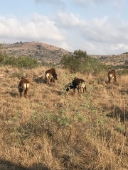 Hippotragus niger niger